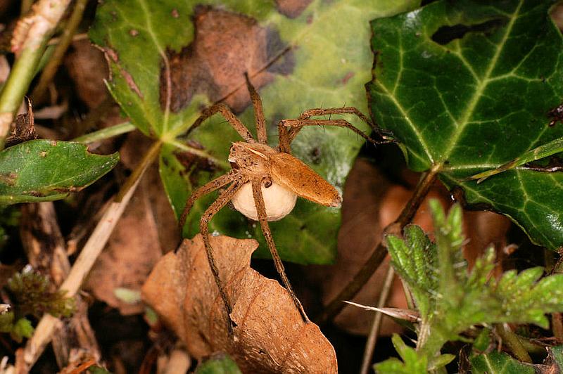 Pisaura_mirabilis_D5026_Z_90_Les Gris_Frankrijk.jpg